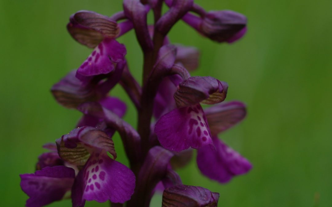 Orchidee