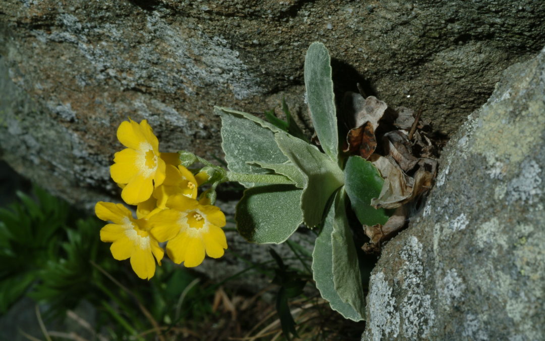 Primula orecchia d’orso