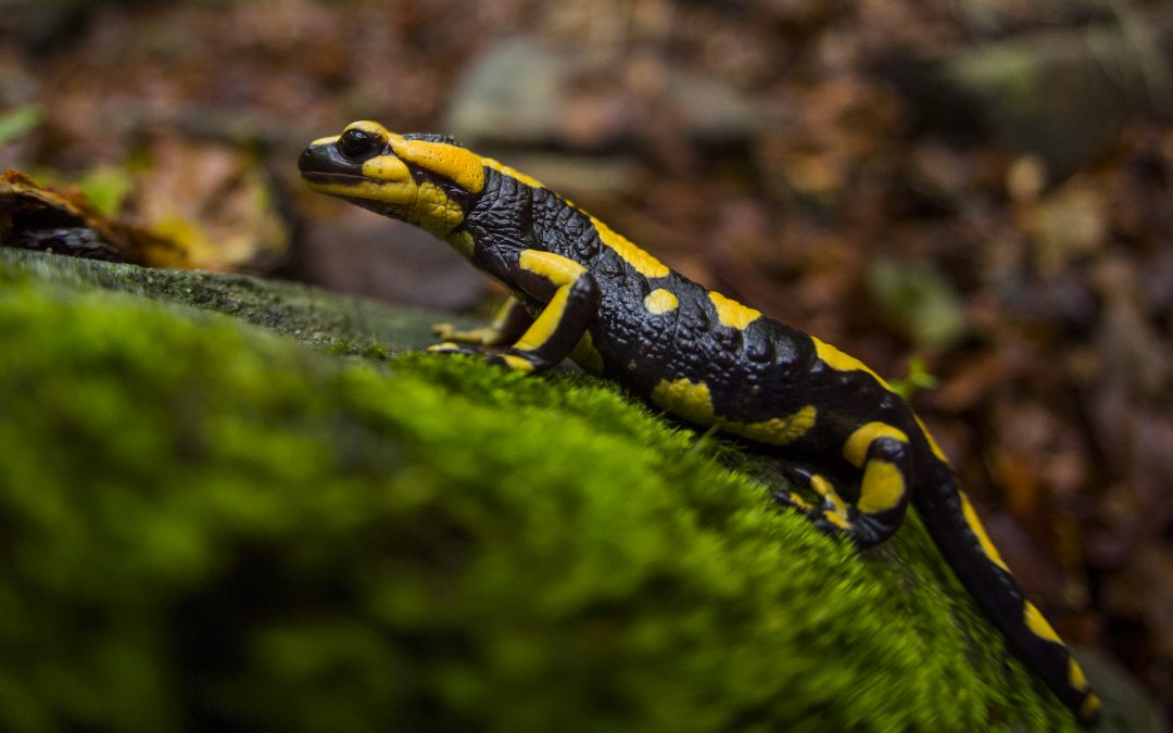 Salamandra pezzata