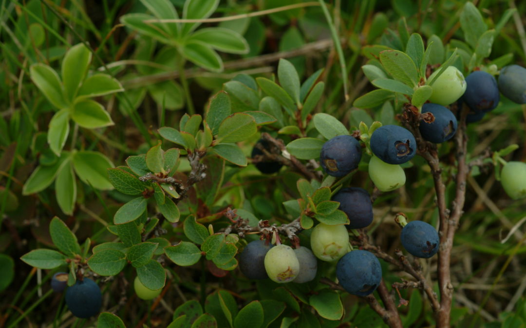 Prodotti del bosco