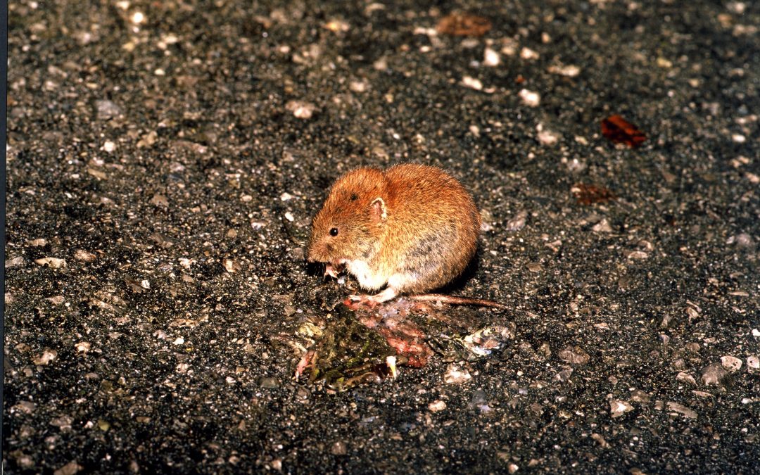 Arvicola rossastra