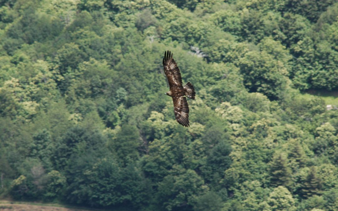 Aquila