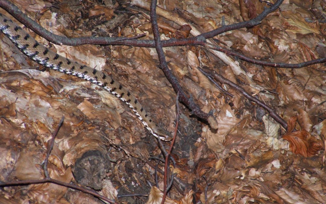 Vipera